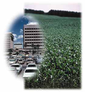 Corn field and city scape