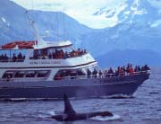 Whale watching - Kenai Fjords